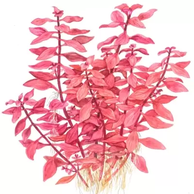 Ilustração aquarela de planta aquática com folhas rosadas e raízes amarelas