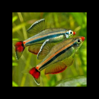 Dois peixes coloridos em ambiente aquático com plantas verdes