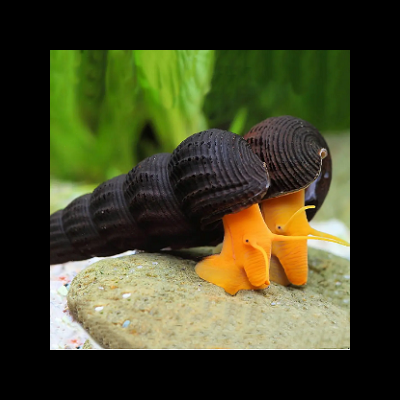 Dois caracóis aquáticos com conchas pretas e corpos amarelo-alaranjados sobre uma pedra