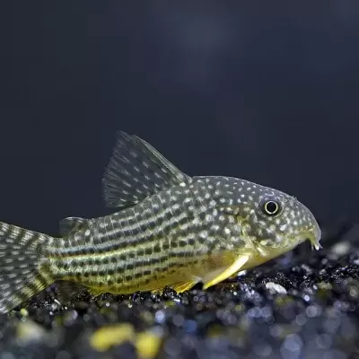 Corydora&#x20;Sterbai&#x20;2.5-3.0cm