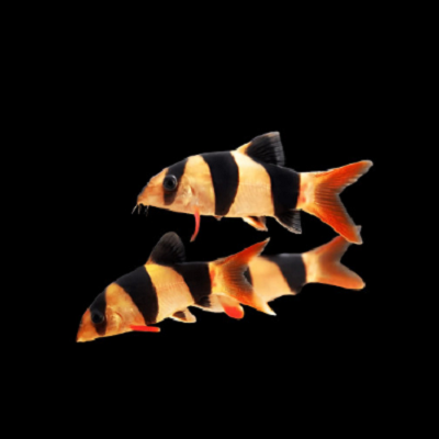 Peixes laranja com riscas pretas em fundo preto