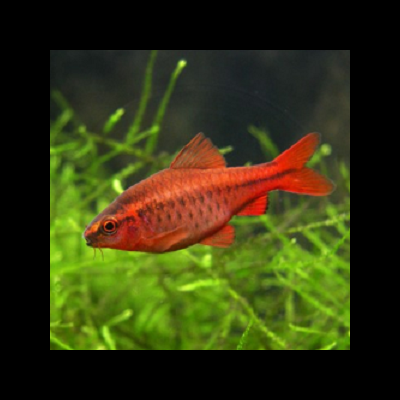 Peixe vermelho nadando em aquário com plantas verdes ao fundo