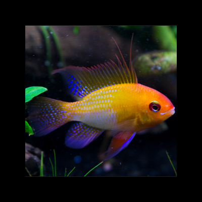 Peixe amarelo com tons roxos e azuis em aquário