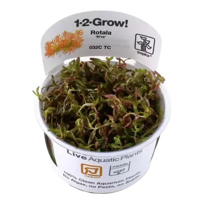Planta aquática viva Rotala Hra em copo com rótulo branco