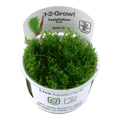 Planta aquática viva Taxiphyllum Spiky em recipiente branco com texto e musgo verde