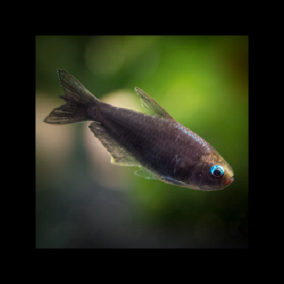 Peixe marrom escuro com olhos azuis e barbatanas translúcidas em fundo verde desfocado