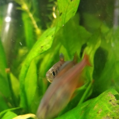 Acuário com plantas verdes e peixes pequenos