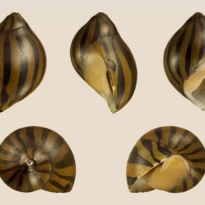 Conchas espiraladas com riscas pretas e castanhas sobre fundo bege