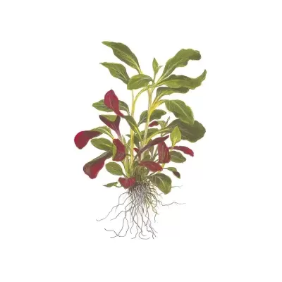Ilustração de planta com folhas verdes e vermelhas e raízes visíveis