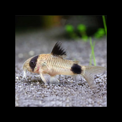 Peixe de água doce com manchas pretas e corpo translúcido em fundo de cascalho.