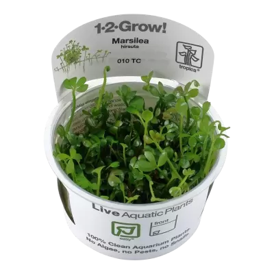 Vaso de planta aquática Marsilea hirsuta em embalagem com rótulos informativos