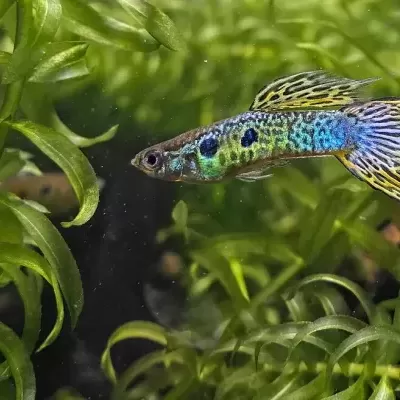 Peixe guppy colorido nadando entre plantas aquáticas verdes