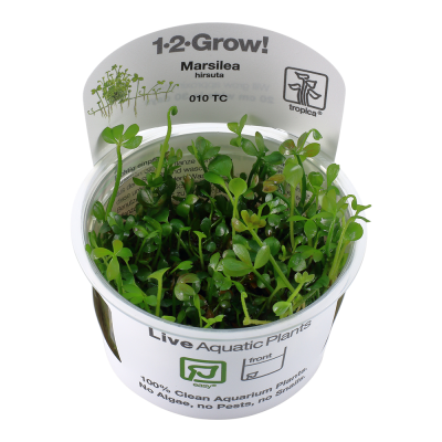 Plantas aquáticas verdes Marsilea hirsuta em vaso transparente com etiqueta branca