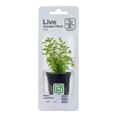Planta aquática viva Rotala rotundifolia em vaso dentro de embalagem