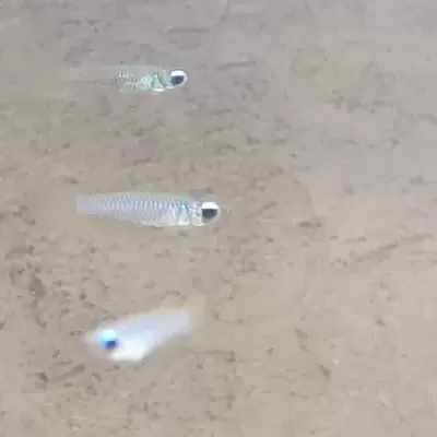 Três peixes pequenos translúcidos com olhos azuis na água clara