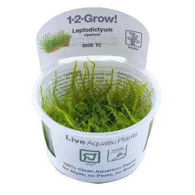 Musgo aquático Leptodictyum riparium em vaso plástico com etiqueta 1·2·Grow!