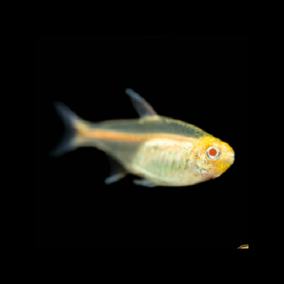Peixe translúcido amarelo com olhos vermelhos em fundo preto