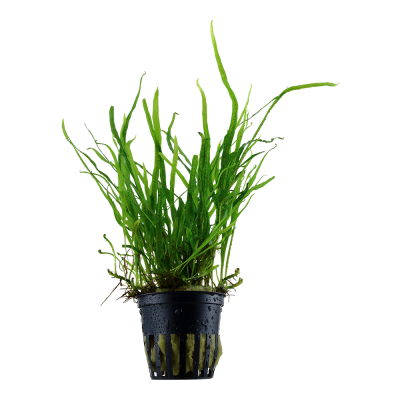 Planta aquática verde em vaso preto com substrato