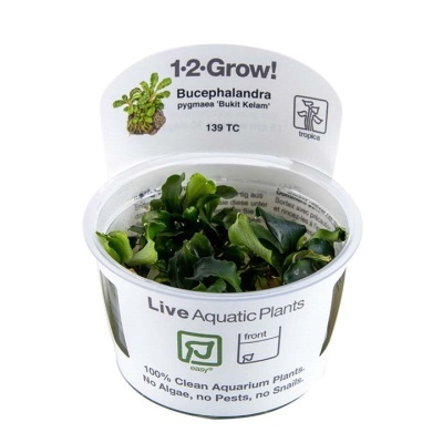 Vaso branco de plástico com plantas aquáticas vivas Bucephalandra pygmaea