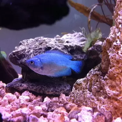 Peixe azul a nadar perto de rochas num aquário com pedras cor-de-rosa e plantas aquáticas