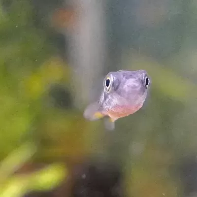Peixe cinzento pequeno visto de frente em ambiente aquático desfocado