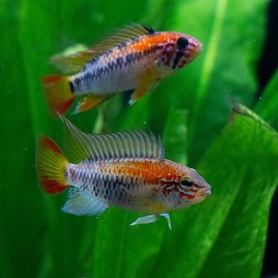 Peixes tropicais coloridos em aquário com plantas verdes