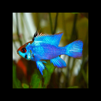 Peixe tropical azul com cabeça vermelha em ambiente aquático com plantas