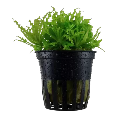 Planta verde num vaso de plástico preto com gotas de água