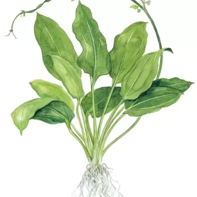 Ilustração de planta com folhas verdes e raízes expostas
