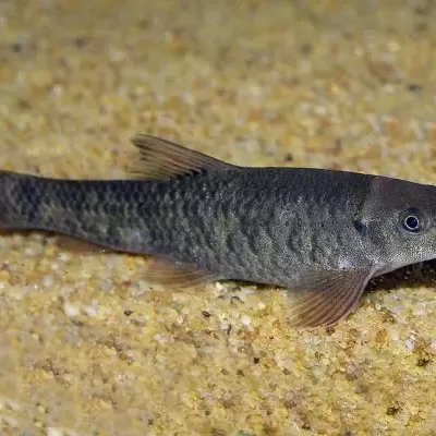 Peixe cinza-escuro com barbatanas translúcidas sobre areia amarela