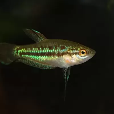 Peixe pequeno com escamas brilhantes verdes e douradas em fundo escuro