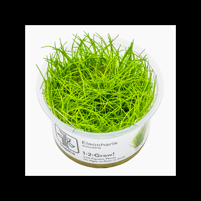 Planta aquática Eleocharis acicularis em vaso transparente com rótulo branco