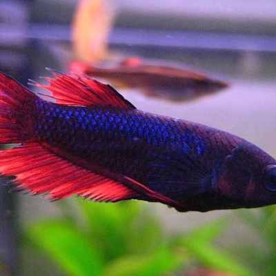 Peixe Betta azul escuro com barbatanas vermelhas em aquário