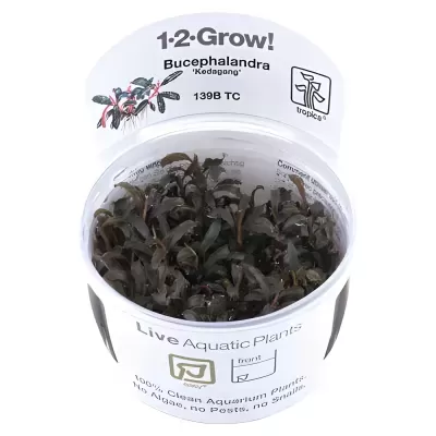 Plantação de Bucephalandra Kodopono num recipiente com tampa branca e texto 1-2-Grow!