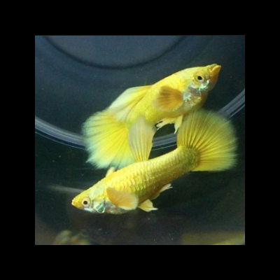 Dois peixes dourados com barbatanas largas e caudas em leque num aquário com fundo escuro.