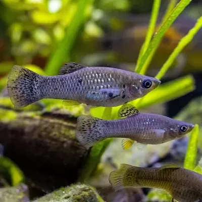 Três peixes pequenos cinza azulados em aquário com plantas verdes e rochas.
