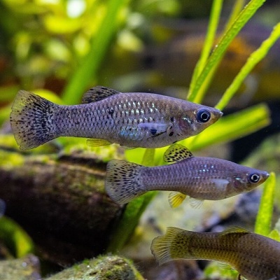 Três peixes cinzentos em aquário com plantas e pedras.