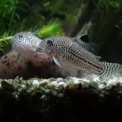 Dois peixes Corydoras com padrões preto e branco em aquário com plantas e cascalho