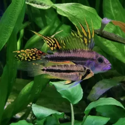 Peixes tropicais com linhas negras e nadadeiras amarelas em aquário verde