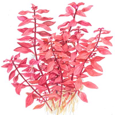 Planta com folhas vermelhas e raízes visíveis em fundo branco