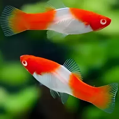 Dois peixes tropicais laranja e branco em fundo verde desfocado