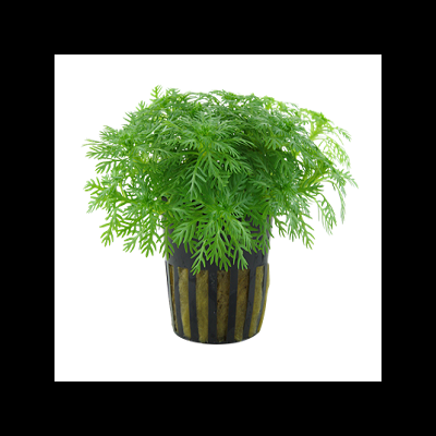 Vaso preto com riscas douradas e planta verde com folhas finas