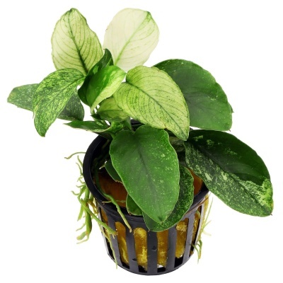 Planta verde variegada em vaso preto com suporte amarelo