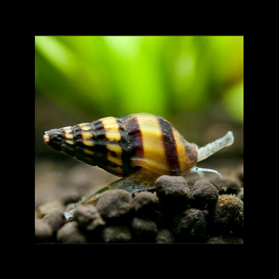 Caracol com concha amarela e preta sobre pedras escuras