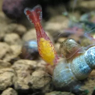 Camarão amarelo e vermelho ao lado de concha de caracol em cascalho