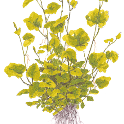 Ilustração de planta com folhas amarelas e verdes e raízes