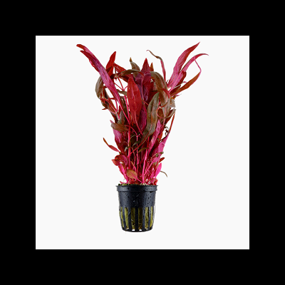 Planta aquática vermelha em vaso preto