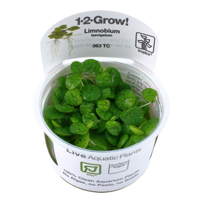 Planta aquática viva Limnobium em vaso branco com etiquetas e texto visíveis