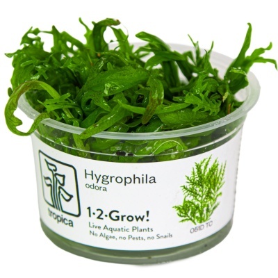 Planta aquática Hygrophila odora em embalagem plástica transparente com etiqueta branca