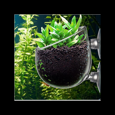 Vaso de vidro com plantas verdes fixado a uma superfície